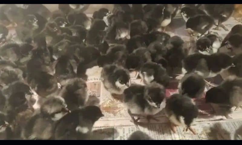 pure Australorp healthy active and vaccinated chicks available 4