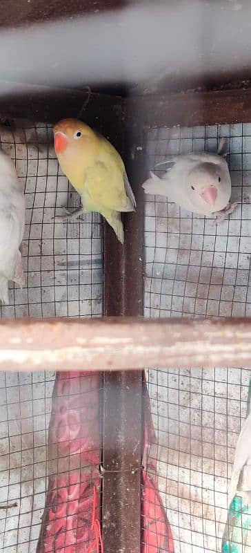 Lovebirds For Sale 2