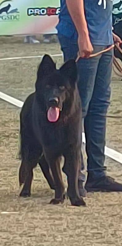 *Top quality Pedigree Black German Shepherd Male| Long Coat | Gsd dog* 1