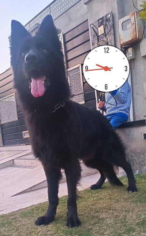 *Top quality Pedigree Black German Shepherd Male| Long Coat | Gsd dog* 2