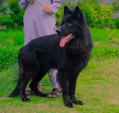 *Top quality Pedigree Black German Shepherd Male| Long Coat | Gsd dog*