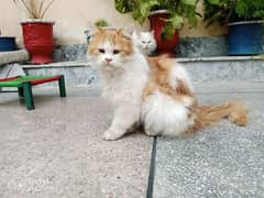 Persian cat