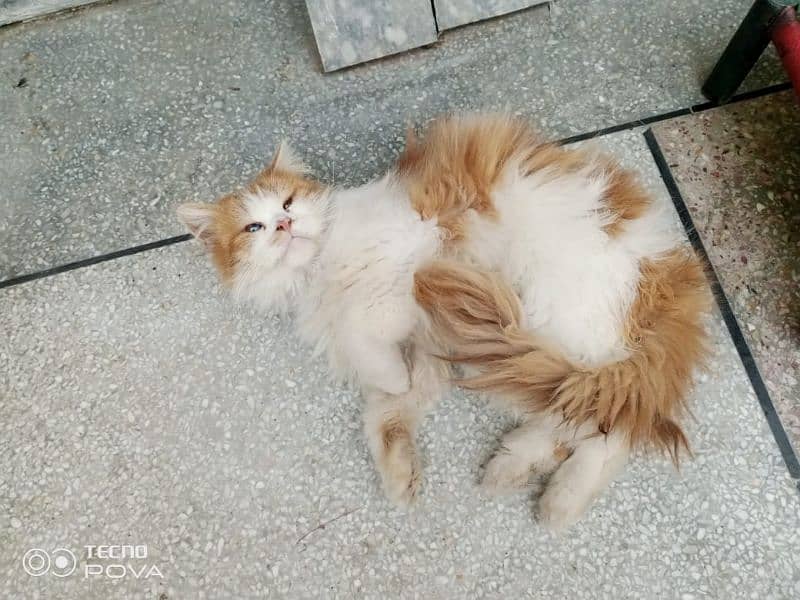 Persian cat 1