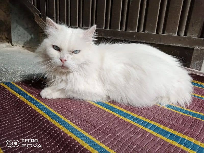 Persian cat 3