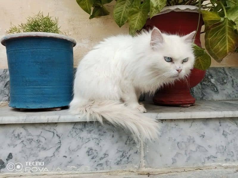 Persian cat 4