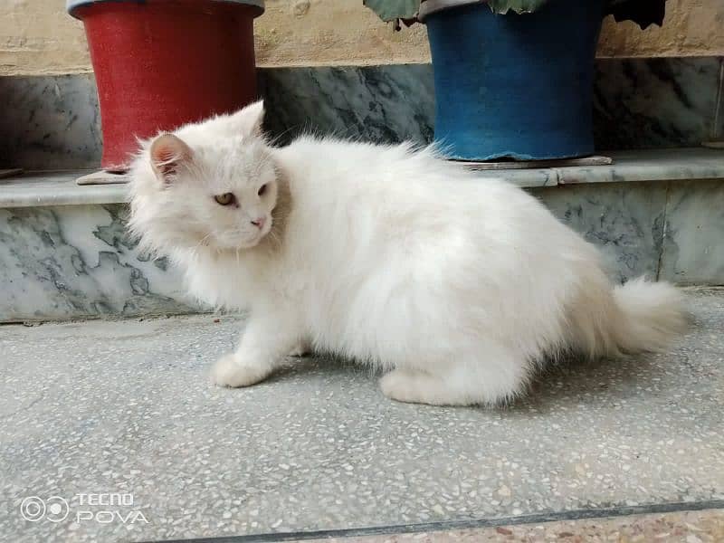 Persian cat 5