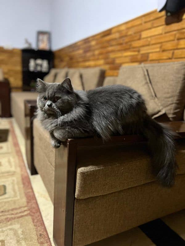 Persian cat 6