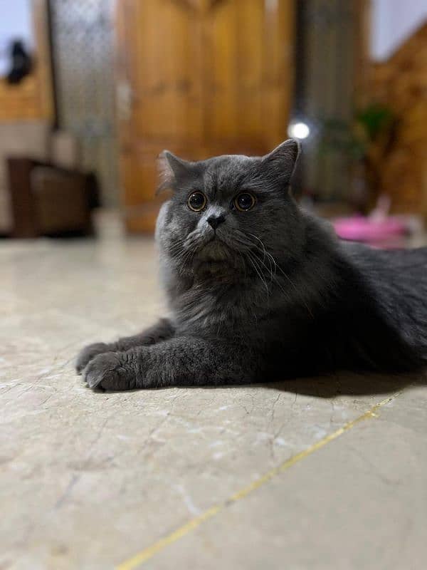 Persian cat 7