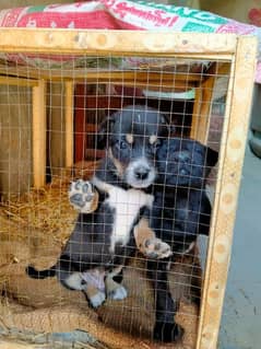 Kashmiri Pala Male Puppies