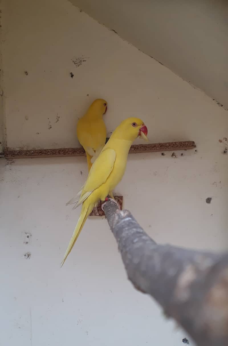 Yellow ringneck parrot pair 1