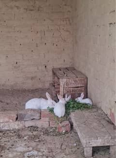 White pure breed Red Eye  Rabbits( Khargosh) Pure White Rabbits