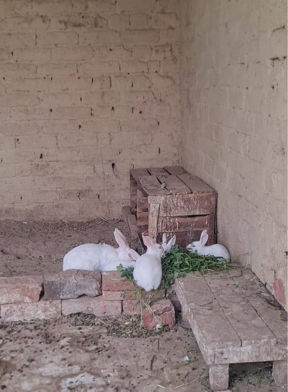 White pure breed Red Eye  Rabbits( Khargosh) Pure White Rabbits 0