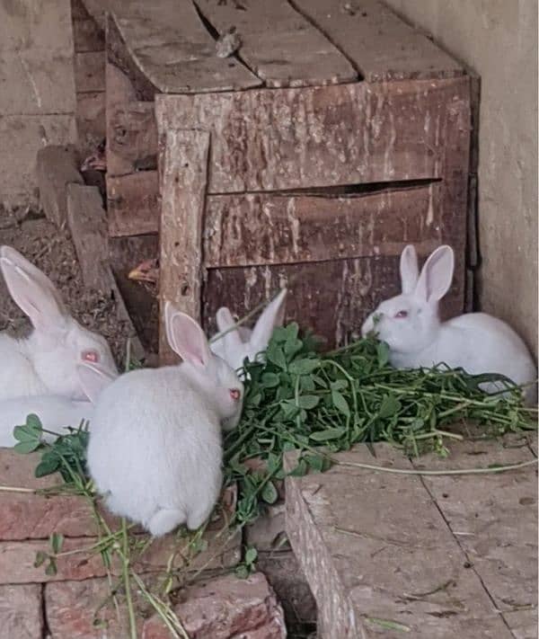 White pure breed Red Eye  Rabbits( Khargosh) Pure White Rabbits 1