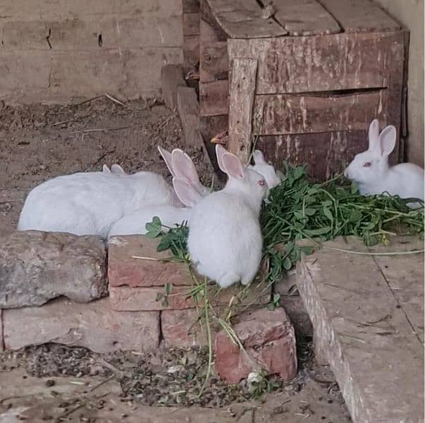 White pure breed Red Eye  Rabbits( Khargosh) Pure White Rabbits 2