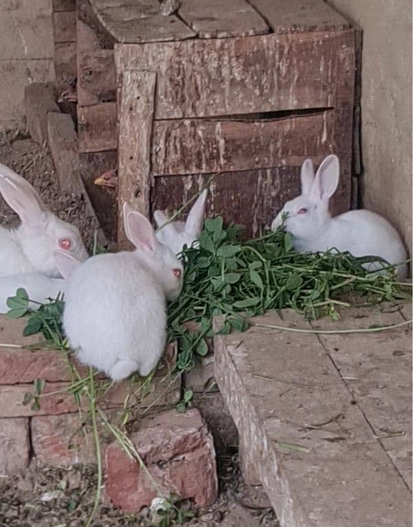 White pure breed Red Eye  Rabbits( Khargosh) Pure White Rabbits 3