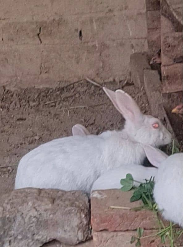 White pure breed Red Eye  Rabbits( Khargosh) Pure White Rabbits 4