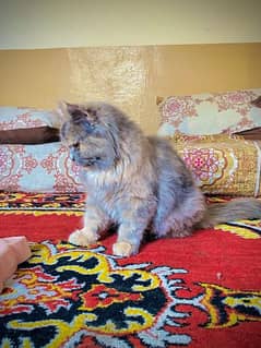 Persian cat 3 costed 334/5127248 wasp