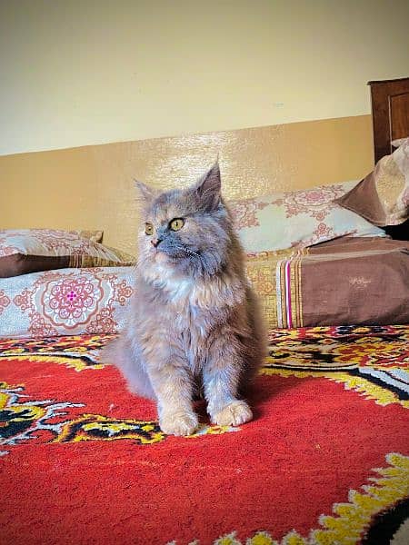 Persian cat 3 costed 334/5127248 wasp 1