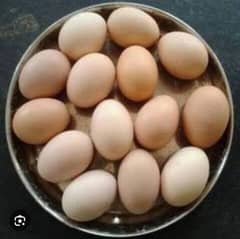 white shamo eggs