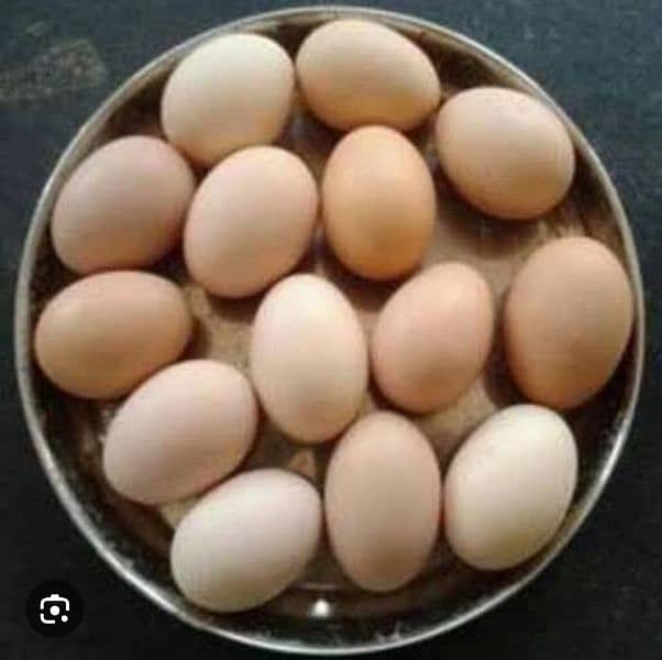 white shamo eggs 0