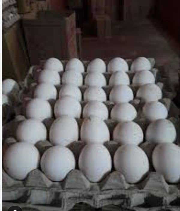 white shamo eggs 1