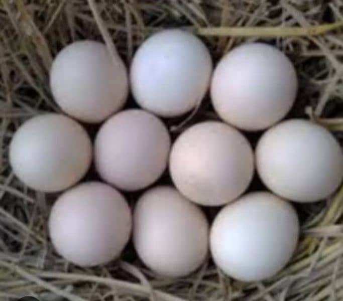 white shamo eggs 2