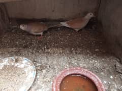 Dove Breeder Pair