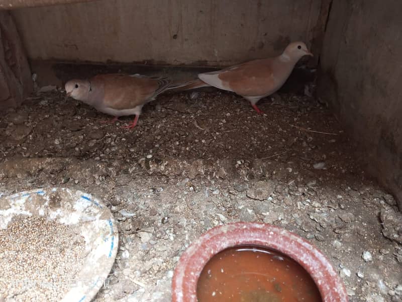 Dove Breeder Pair 0