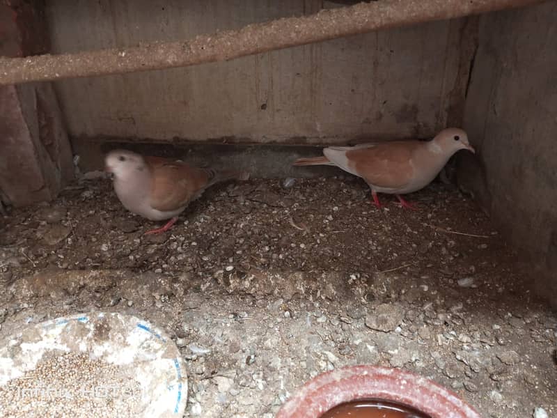 Dove Breeder Pair 1