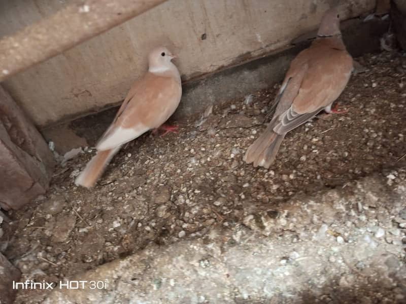 Dove Breeder Pair 3