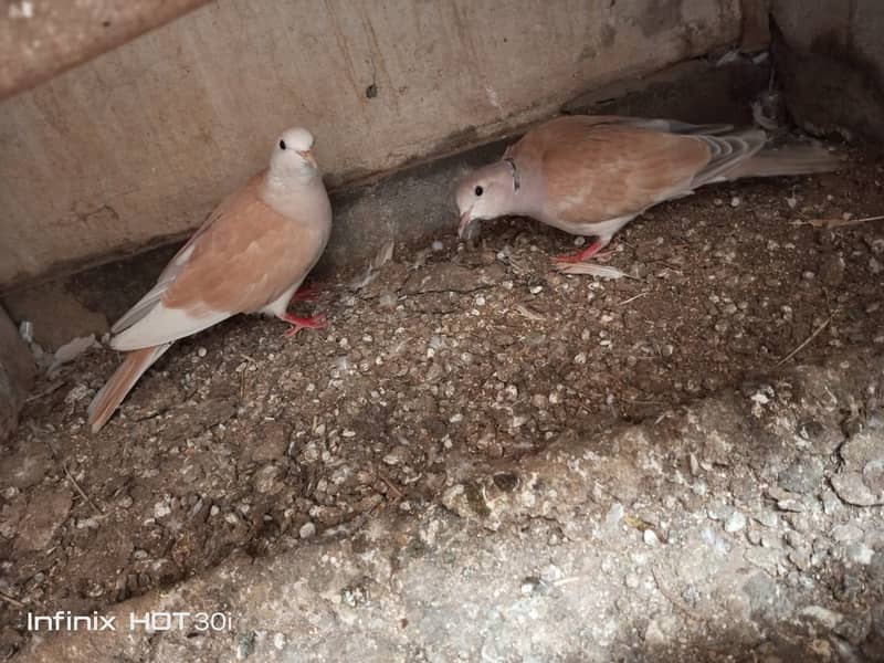 Dove Breeder Pair 4