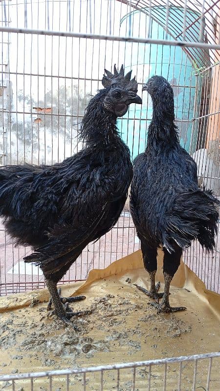 ayam semani black tounge or desi murghiyan 0