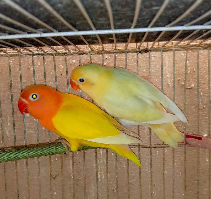 Decino fishri, lotino fishri, and hand tame lovebirds 1