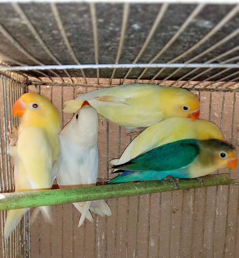 Decino fishri, lotino fishri, and hand tame lovebirds 5