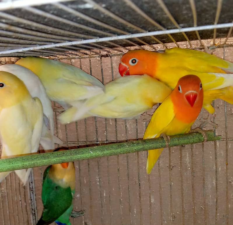 Decino fishri, lotino fishri, and hand tame lovebirds 7