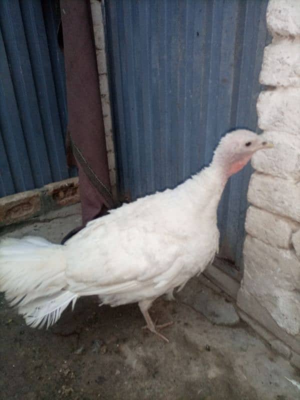 Turkey Female (White) 2