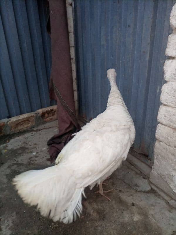 Turkey Female (White) 3