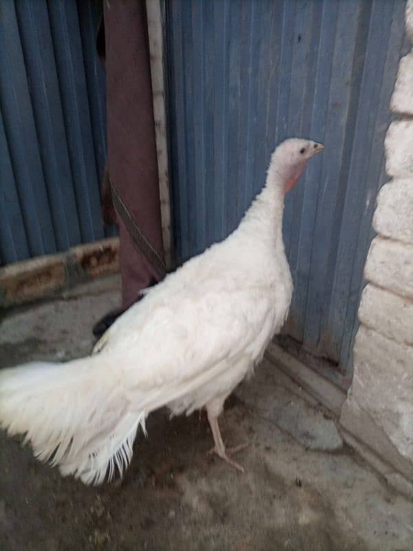 Turkey Female (White) 4