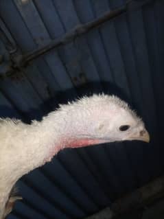 Turkey Female (White)