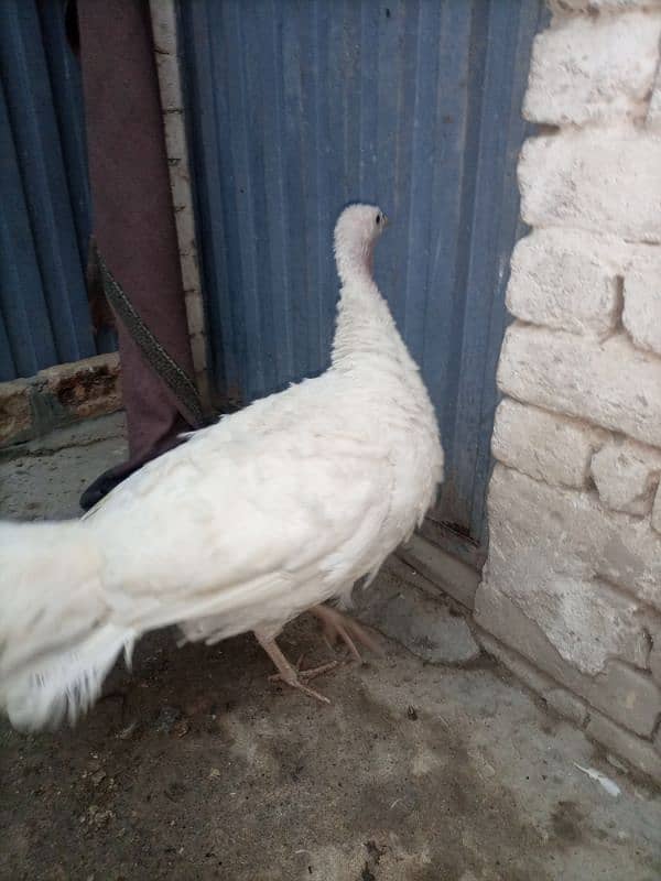 Turkey Female (White) 8