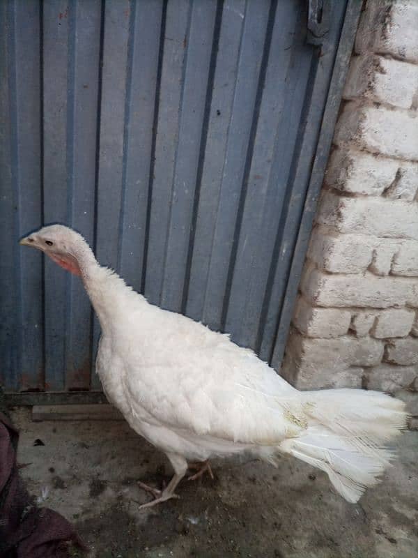 Turkey Female (White) 9