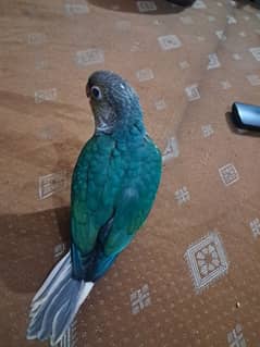 blue terquoise conore for sale