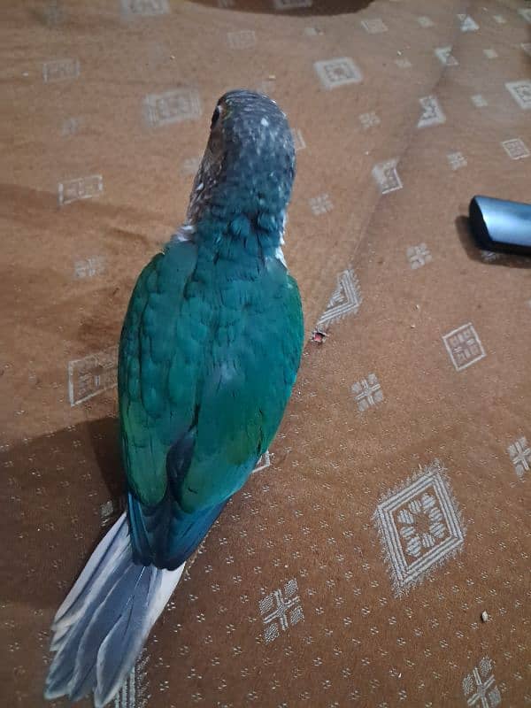 blue terquoise conore for sale 1