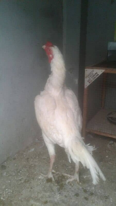 Double cross: Female heera X black aseel. 1