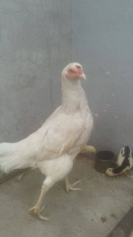 Double cross: Female heera X black aseel. 2