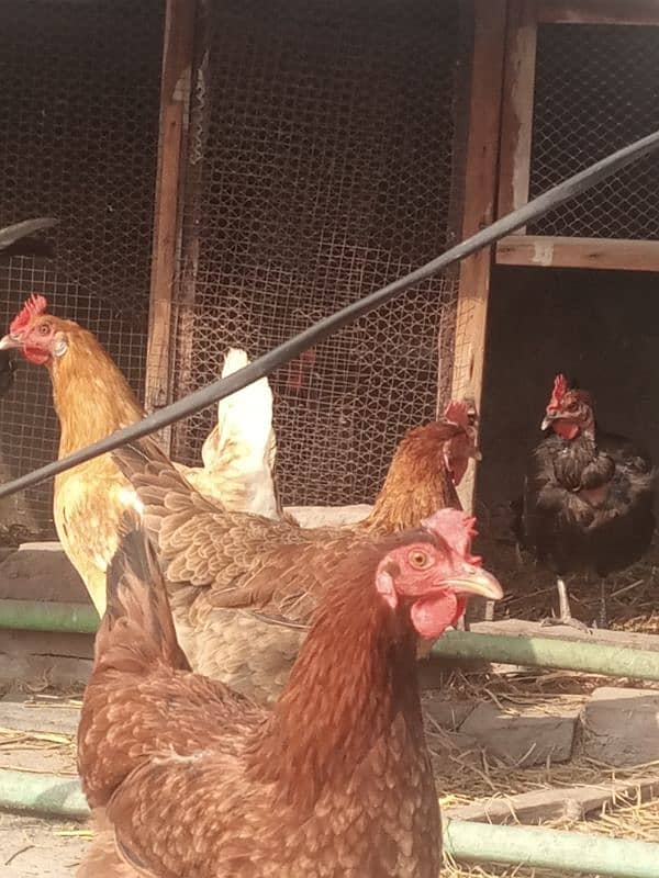 misri brooder and hens 2