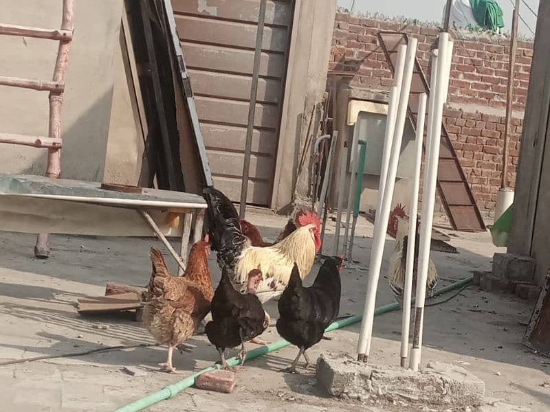 misri brooder and hens 3