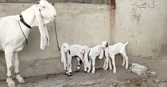 Pur Gulabi Bakri Our 3 Bacchon Ka Sath For Sale "_(03207353182