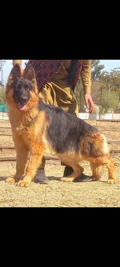 topline show quality gsd proper long coat female for sale