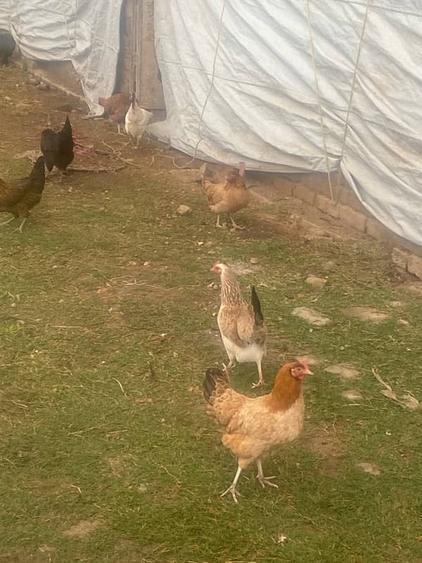 desi murghi دیسی مرغی golden misri eggs laying hens 1